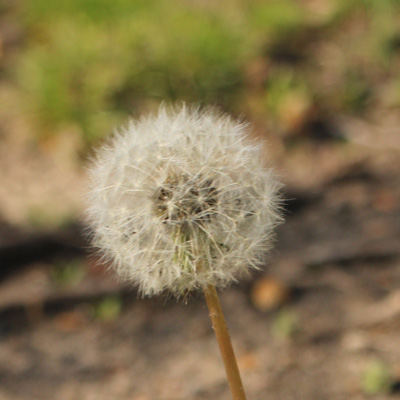 dandelion