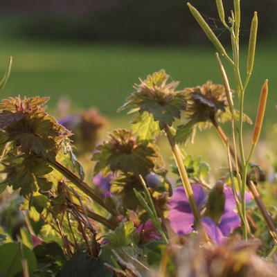field-of-flowers