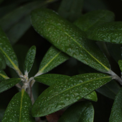 leaf-bunch
