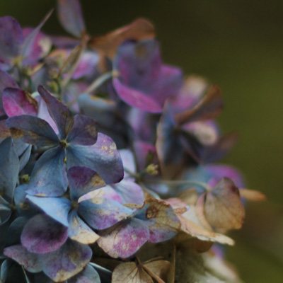 blue-and-pink-hydrangea