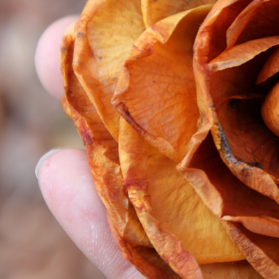 brown-rose-in-hand