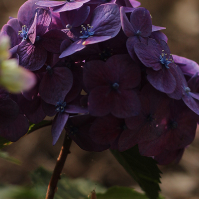 purple-flower
