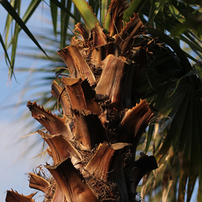 palm-tree