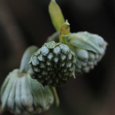 white-and-green-flower-bud